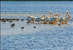 Pelicans & Friends